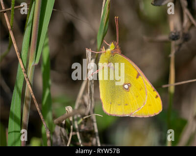 Colias croceus, assombri papillon jaune Banque D'Images