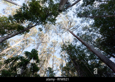 À-haut dans la canopée d'un peuplement de grands eucalyptus, dans le Grand Parc National d'Otway, Victoria, Australie. Banque D'Images