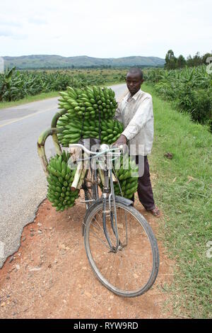 Un homme portant des grappes de plantains verts frais (matooke) sur sa bicyclette à vendre au marché de l'ouest de l'Ouganda. Banque D'Images