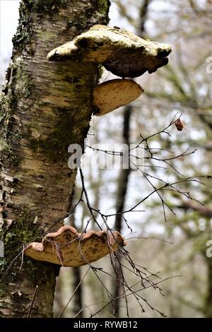 Les champignons du support (Fomitopsis Betulina) sur un bouleau (Betula). Banque D'Images