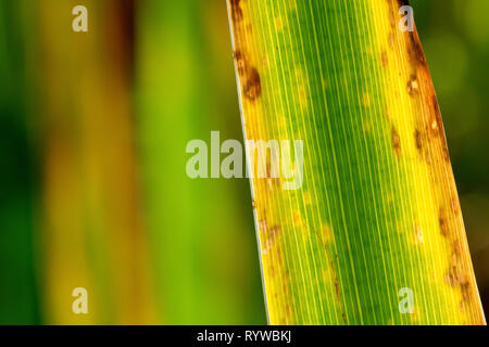 Gros plan d'une feuille d'iris jaune rétro-éclairé comme il meurt en arrière et change de couleur au cours de l'automne. Banque D'Images