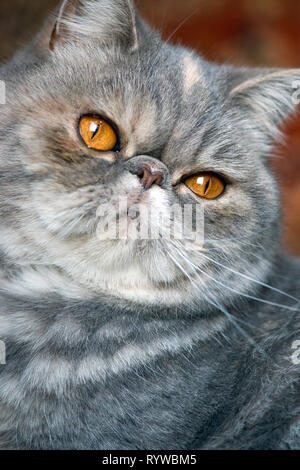 Portrait d'un chat exotique Banque D'Images