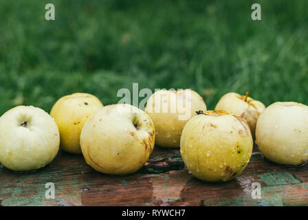 Pommes jaune humide se situent sur une ancienne surface en bois peint sur un fond d'herbe verte trouble fortement Banque D'Images