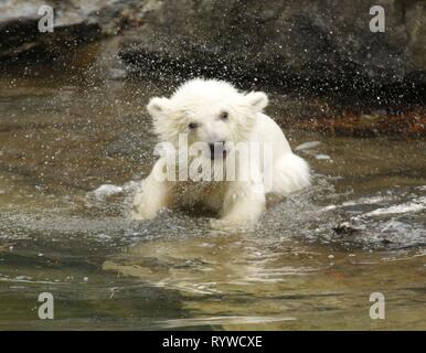 Berlin, Allemagne. Mar 15, 2019. Pour le premier voyage de la petite dame de l'ours polaire, la diapositive de la grotte est ouverte à jeter l'espace extérieur dans le Tierpark Friedrichsfelde à Berlin.Trois mois et demi, le jeune enfant ours polaire ours polaire de Tonja est maintenant vieux. Il n'a pas encore de nom. Le samedi, les visiteurs peuvent voir pour la première fois dans le Tierpark à Berlin-Friedrichsfelde. Credit : Simone Kuhlmey/Pacific Press/Alamy Live News Banque D'Images