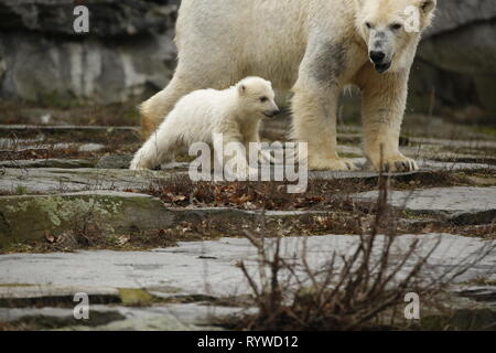 Berlin, Allemagne. Mar 15, 2019. Pour le premier voyage de la petite dame de l'ours polaire, la diapositive de la grotte est ouverte à jeter l'espace extérieur dans le Tierpark Friedrichsfelde à Berlin.Trois mois et demi, le jeune enfant ours polaire ours polaire de Tonja est maintenant vieux. Il n'a pas encore de nom. Le samedi, les visiteurs peuvent voir pour la première fois dans le Tierpark à Berlin-Friedrichsfelde. Credit : Simone Kuhlmey/Pacific Press/Alamy Live News Banque D'Images