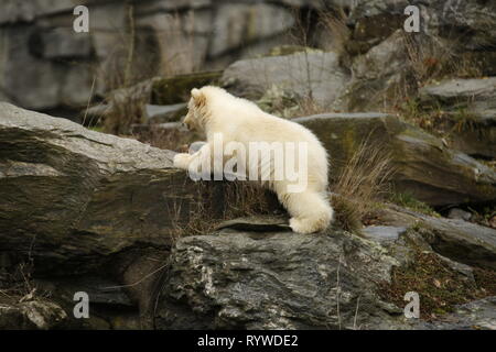 Berlin, Allemagne. Mar 15, 2019. Pour le premier voyage de la petite dame de l'ours polaire, la diapositive de la grotte est ouverte à jeter l'espace extérieur dans le Tierpark Friedrichsfelde à Berlin.Trois mois et demi, le jeune enfant ours polaire ours polaire de Tonja est maintenant vieux. Il n'a pas encore de nom. Le samedi, les visiteurs peuvent voir pour la première fois dans le Tierpark à Berlin-Friedrichsfelde. Credit : Simone Kuhlmey/Pacific Press/Alamy Live News Banque D'Images