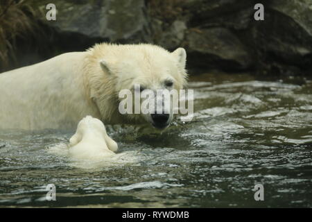 Berlin, Allemagne. Mar 15, 2019. Pour le premier voyage de la petite dame de l'ours polaire, la diapositive de la grotte est ouverte à jeter l'espace extérieur dans le Tierpark Friedrichsfelde à Berlin.Trois mois et demi, le jeune enfant ours polaire ours polaire de Tonja est maintenant vieux. Il n'a pas encore de nom. Le samedi, les visiteurs peuvent voir pour la première fois dans le Tierpark à Berlin-Friedrichsfelde. Credit : Simone Kuhlmey/Pacific Press/Alamy Live News Banque D'Images