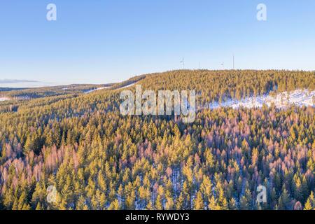 Forêt de pins en hiver photo drone Banque D'Images