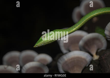 Serpent de vigne verte- Ahaetulla nasuta avec champignons dans l'arrière-plan, Satara sur arbre, Maharashtra, Inde Banque D'Images