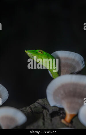 Serpent de vigne verte- Ahaetulla nasuta avec des champignons, Satara sur arbre, Maharashtra, Inde Banque D'Images