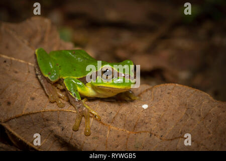 Alexander Mack's tree frog assis sur une feuille morte brown, Hyla annectans, Kivikhu, Nagaland, Inde Banque D'Images