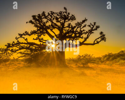 Silhouette de baobab au coucher du soleil avec le fond jaune. Arbre du bonheur, au Sénégal. Afrique du Sud Banque D'Images