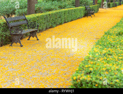 ​​Park ville de Séville, l'été, la période de floraison de l'acacia Banque D'Images