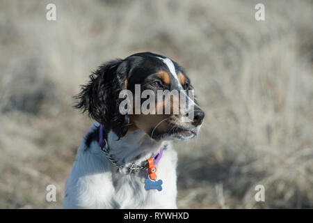 Quatre-et-demi mois chiot setter Anglais Banque D'Images