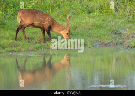 Homme Indiain Deer Hog (Hyelaphus porcinus) Banque D'Images