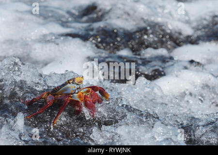 Sally Lightfoot Crab (Grapsus grapsus) accroché à un rocher dans le surf Banque D'Images