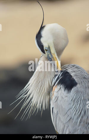 Grand Héron (Ardea herodias) lissage Banque D'Images