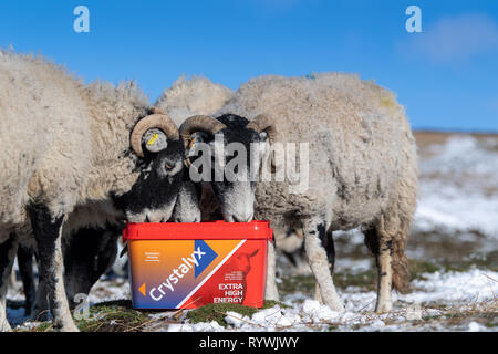 Brebis Swaledale manger un bloc d'alimentation à haute énergie pour les aider à traverser les mauvaises conditions météorologiques sur la lande où ils hivernent. North Yorkshire, UK. Banque D'Images