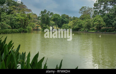 Swan Lake au Jardin Botanique de Singapour, Singapour Banque D'Images