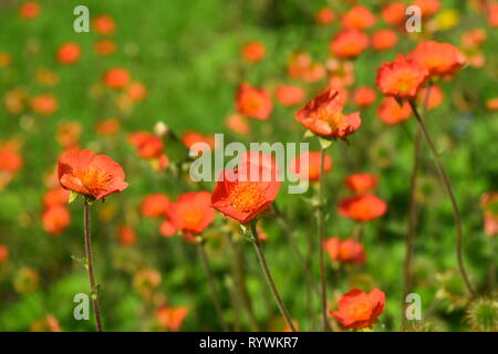 Champ de fleurs d'anémone orange vif. De magnifiques photos. Banque D'Images