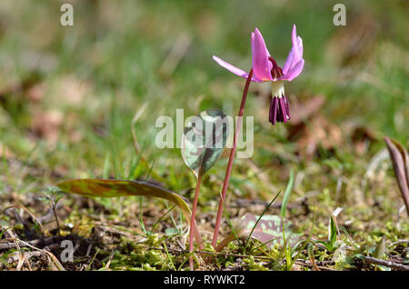 Fleur, violet Dogtooth (Erythronium dens-canis) *** légende locale *** Banque D'Images