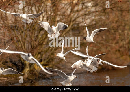 Photographie de vol de mouettes sur un jour de printemps Banque D'Images