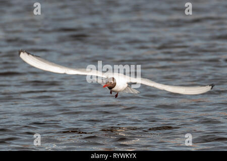 Photographie de vol de mouettes sur un jour de printemps Banque D'Images