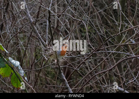 Un petit robin perché parmi les arbres secs de l'hiver en Ecosse Banque D'Images