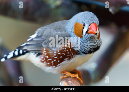 Diamant mandarin (Taeniopygia guttata) homme oiseau posé sur une branche d'arbre. Banque D'Images