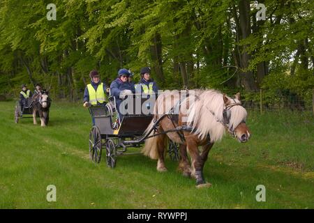 Carriage Driving géré par l'équitation pour les personnes handicapées Association, Marlborough Downs, Wiltshire, Royaume-Uni. Banque D'Images