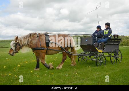 Carriage Driving géré par l'équitation pour les personnes handicapées Association, Marlborough Downs, Wiltshire, Royaume-Uni. Banque D'Images