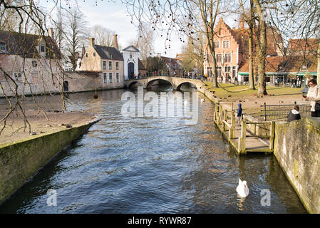 BRUGES, BELGIQUE - 17 février 2019 : cygnes sur le canal de la ville, des bâtiments de la ville Banque D'Images