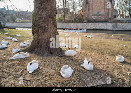 BRUGES, BELGIQUE - 17 février 2019 : cygnes sur le canal de la ville, des bâtiments de la ville Banque D'Images