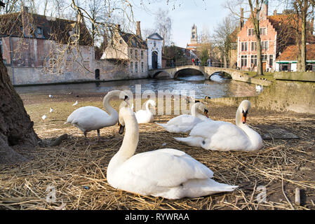 BRUGES, BELGIQUE - 17 février 2019 : cygnes sur le canal de la ville, des bâtiments de la ville Banque D'Images