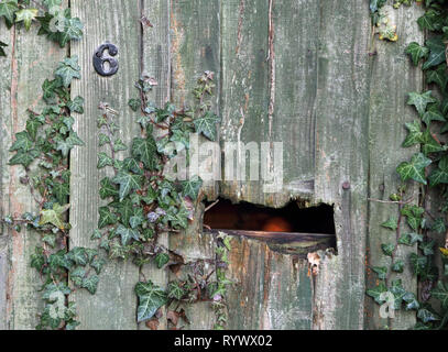 Ivy couvre une vieille porte en bois, complet avec boîte aux lettres, Canterbury, Kent, Angleterre. Banque D'Images