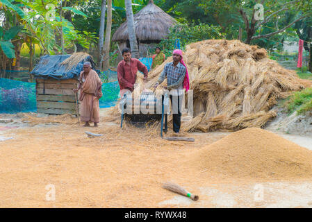 DAYAPUR, SUNDARBANS, Inde. 7-2015 décembre. Deux hommes ensembles de battage de riz sur leur ferme avec une batteuse Banque D'Images