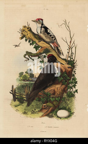 Pic noir Dryocopus martius, pic, et, Dendrocopos major. Pic noir et Pic epeiche moyenne. Gravure coloriée par du casse après une illustration par Adolph Felix-Edouard Guerin-Meneville de frites's Dictionnaire pittoresque d'Histoire Naturelle (Dictionnaire pittoresque d'Histoire Naturelle), Paris, 1834-39. Banque D'Images