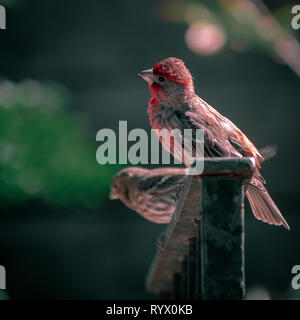 Un roselin pourpré reposant sur une clôture en fer forgé rouillé. Oiseau à poitrine rouge reposant sur une clôture au cours d'un jour de printemps. Banque D'Images