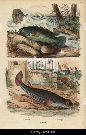 Anabas testudineus, perche d'escalade 1, et quatre yeux, anableps Anableps 2. Gravure coloriée par Beyer après une illustration de de Sainson de Felix-Edouard Guerin-Meneville's Dictionnaire pittoresque d'Histoire Naturelle (Dictionnaire pittoresque d'Histoire Naturelle), Paris, 1834-39. Banque D'Images