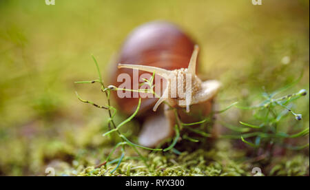 Helix pomatia romain aussi escargot, escargots, escargot de Bourgogne ou les escargots, est une espèce de grand, comestibles,'pulmo Banque D'Images