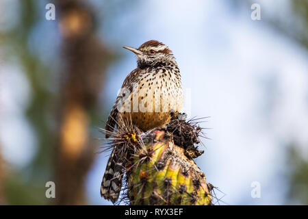 Cactus Wren (Campylorhynchus brunneicapillus) perché sur un Cactus de Saguaro à Tucson, Arizona Banque D'Images