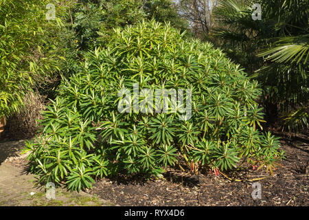 L'euphorbe ésule Euphorbia mellifera miel, un arbuste originaire de Madère, pousse dans un jardin anglais, au début du printemps, UK Banque D'Images