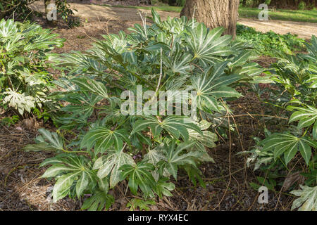 Fatsia japonica 'spider' web ou Japonais aralia, une plante à feuillage panaché Banque D'Images