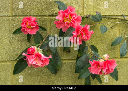 Camellia 'Francie L' avec de grandes, semi-doubles, rose-fleurs roses, croissante contre un mur dans un jardin anglais au cours du mois de mars au début du printemps, UK Banque D'Images