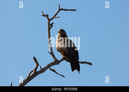 Libre d'un épervier brun perché dans un arbre à la recherche de proies dans Etosha National Park Banque D'Images