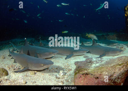 Whitetip reef sharks (Triaenodon obesus), groupe reposant sur des fonds marins, l'île Cocos, Costa Rica Banque D'Images