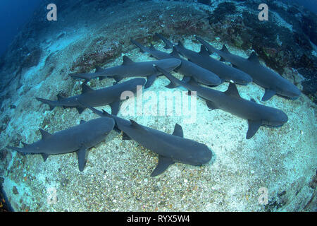 Whitetip reef sharks (Triaenodon obesus), groupe reposant sur des fonds marins, l'île Cocos, Costa Rica Banque D'Images