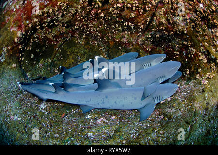 Whitetip reef sharks (Triaenodon obesus), groupe reposant sur des fonds marins, l'île Cocos, Costa Rica Banque D'Images