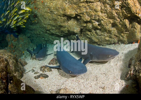 Whitetip reef sharks (Triaenodon obesus), groupe reposant sur des fonds marins, l'île Cocos, Costa Rica Banque D'Images