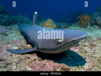 Whitetip reef shark (Triaenodon obesus), reposant sur des fonds marins, San Benedicto Island, îles Revillagigedo, Mexique Banque D'Images